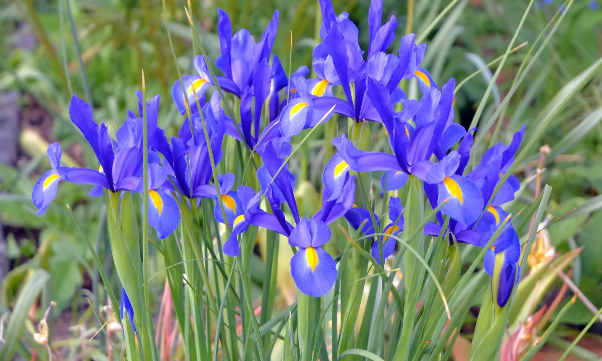 Colorful Mixed Dutch Iris Flower Bulbs (45-, 90-, 180- Pack with Planting Tool)