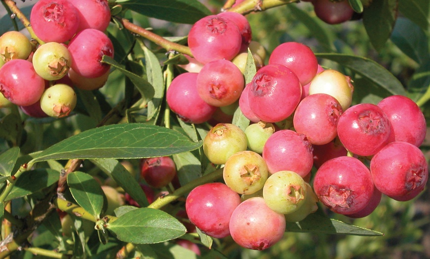 Image 4: Blueberry Plants Collection