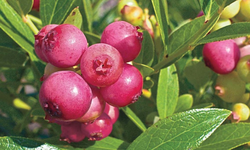 Image 1: Blueberry Plants Collection