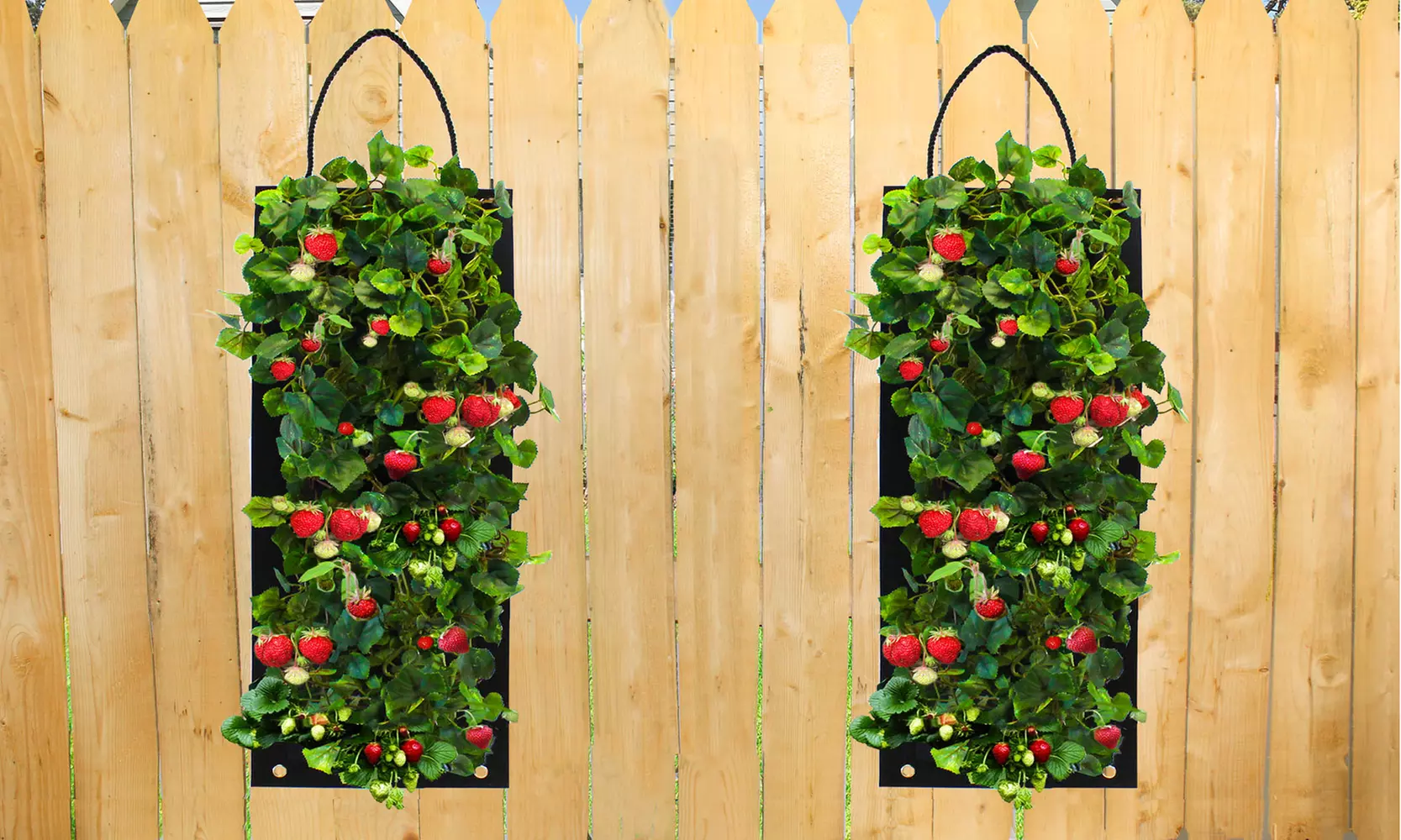 Organic Strawberry Vertical Grow Bag-6 Bare Roots (1, 2, or 4 Pack)  - Primary Image