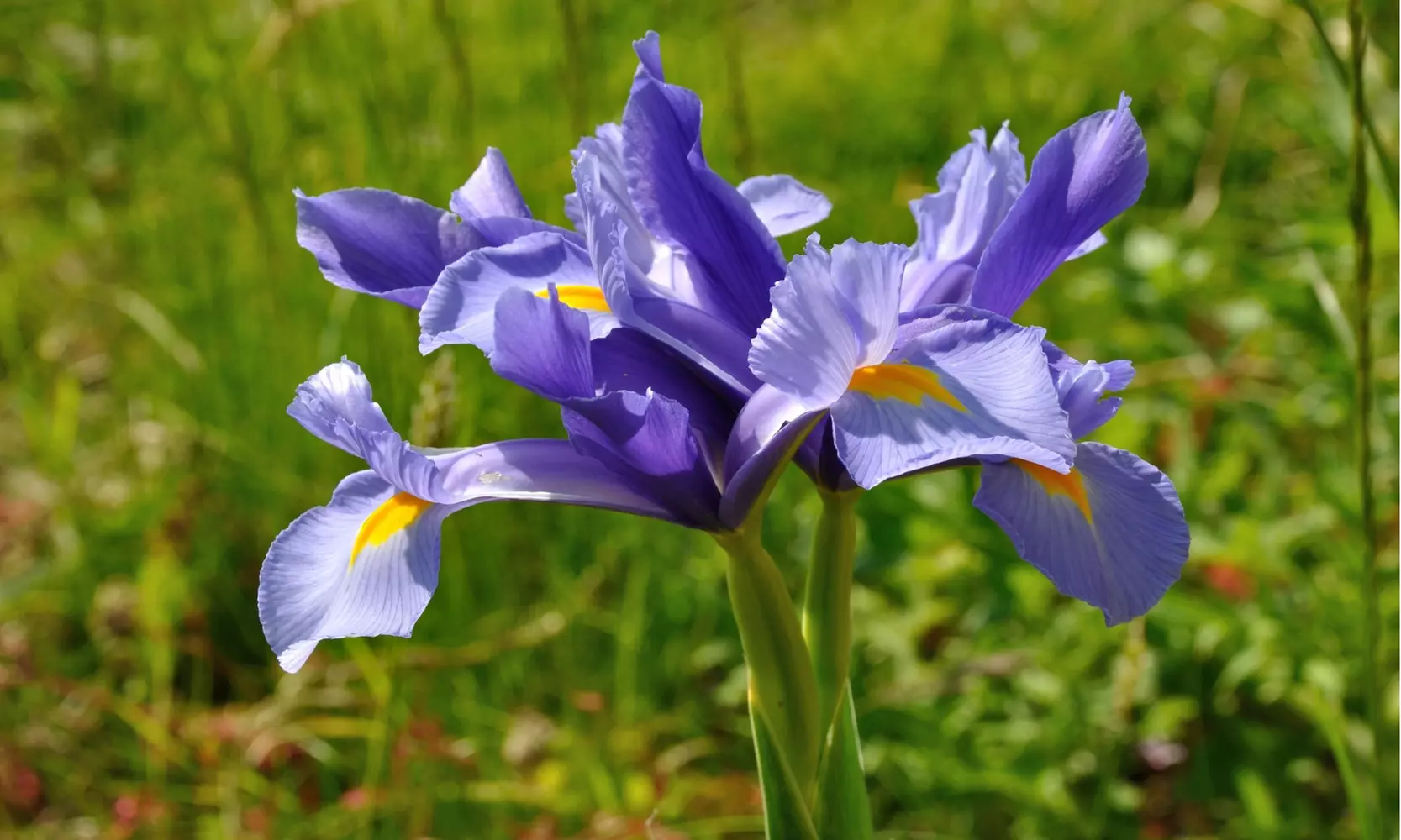 Multicolored Dutch Diva Iris Flowers (30, 60, & 120 Bulbs With Planting Tool)