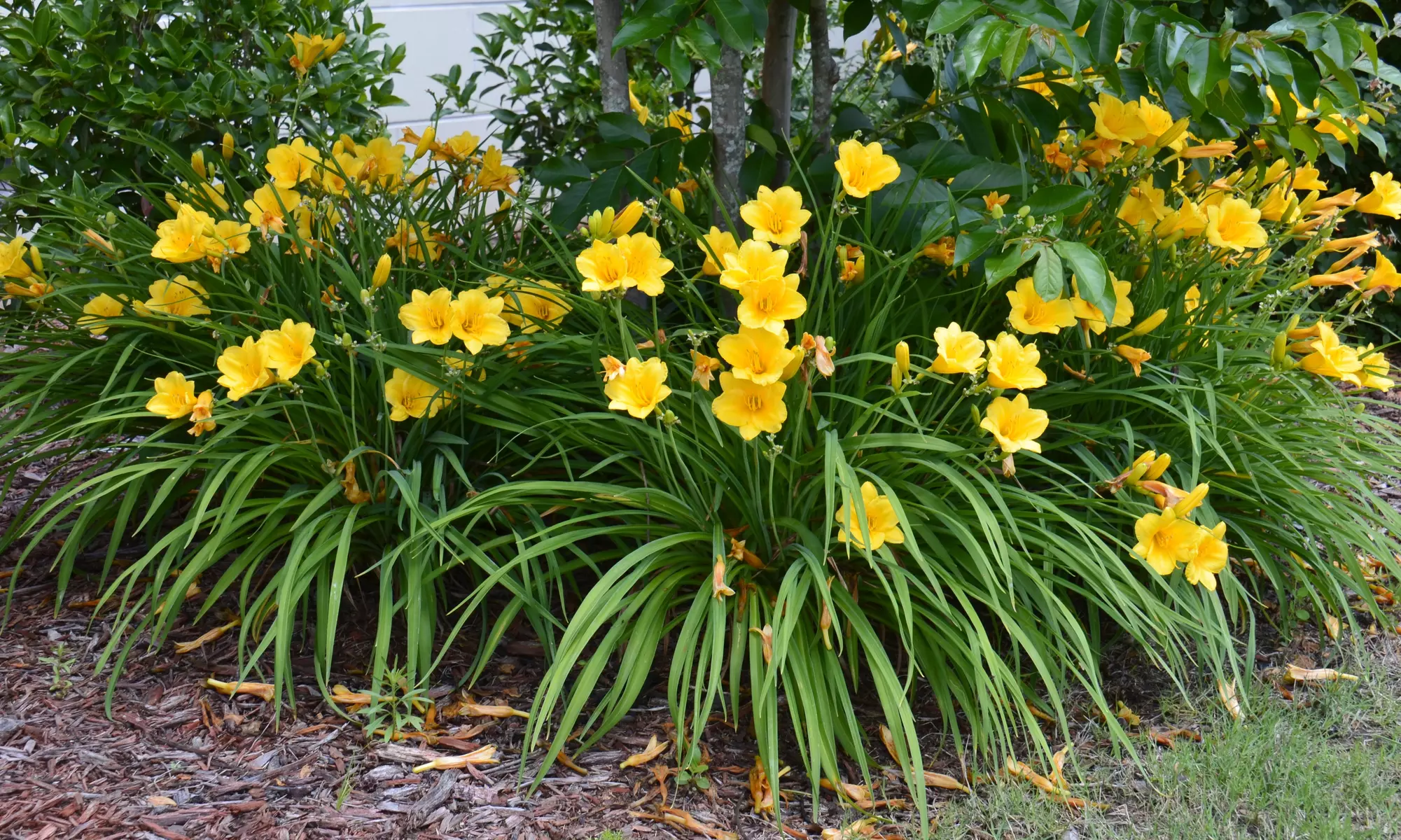 Stella D'Oro French Daylily Bare Root Plants (6pk, 9pk, 12pk With Planter)