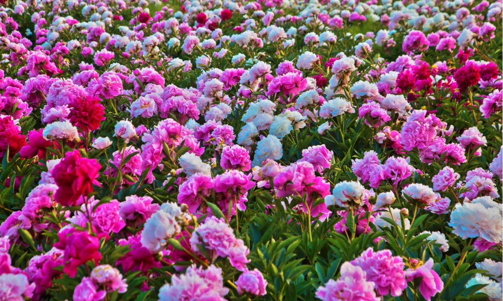 Beautiful Blooms Mixed Peony Flower Roots (4-, 8-, 16-Pack With Planting Tool)