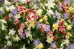 Sweet Caroline Columbine Flower Bulbs (10-, 20-, 50-Pack Planting Tool) - Second Medium