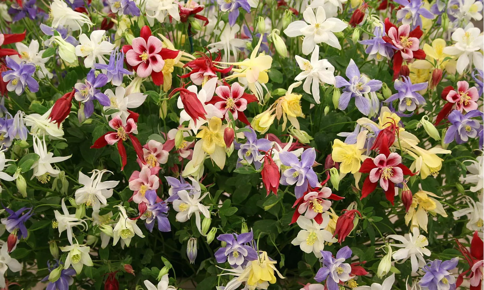 Sweet Caroline Columbine Flower Bulbs (10-, 20-, 50-Pack Planting Tool)