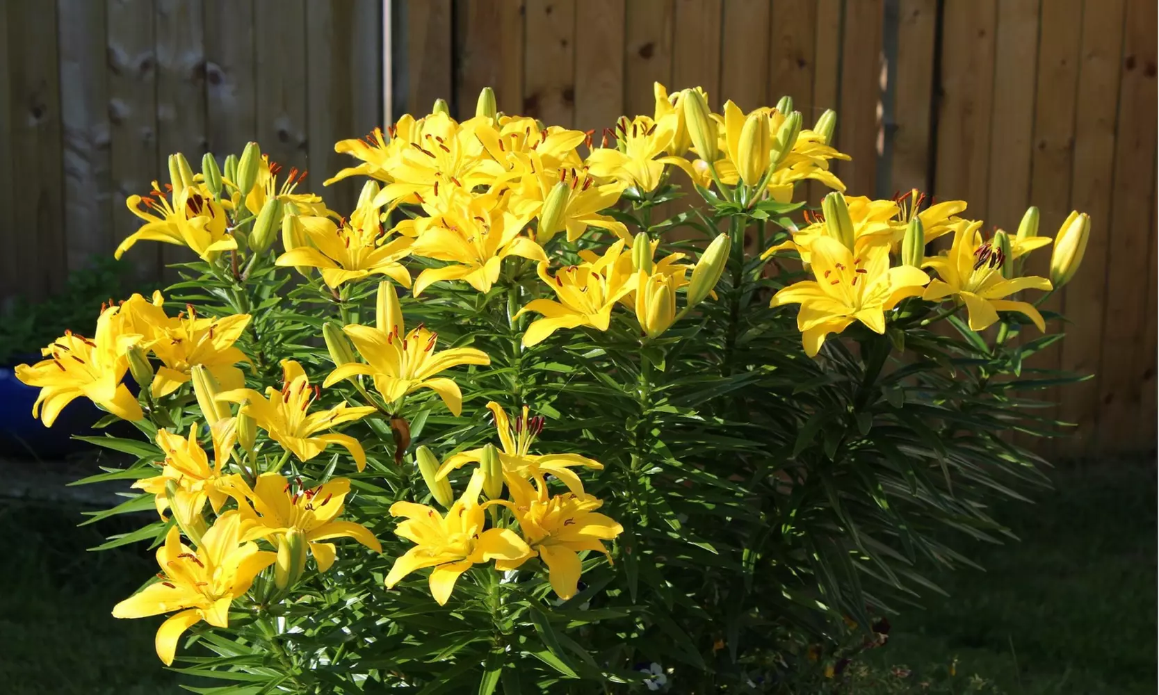 Pollinator Garden Party Mixed Flower Bulbs (100pk, 200pk, 400pk w/Planting Tool)