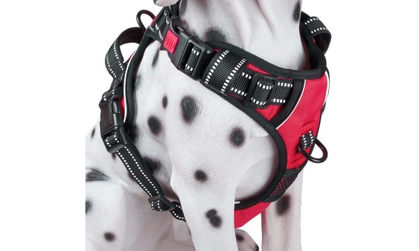 Groupon dog clearance harness