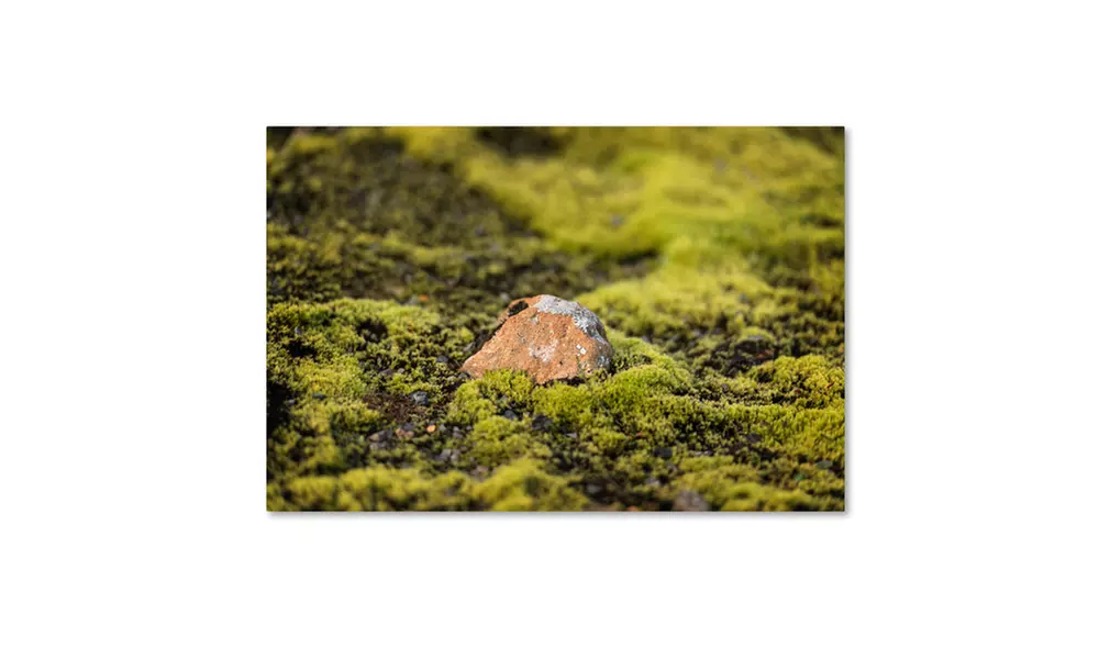 Philippe Sainte-Laudy 'Special One' Canvas Art - Second Medium