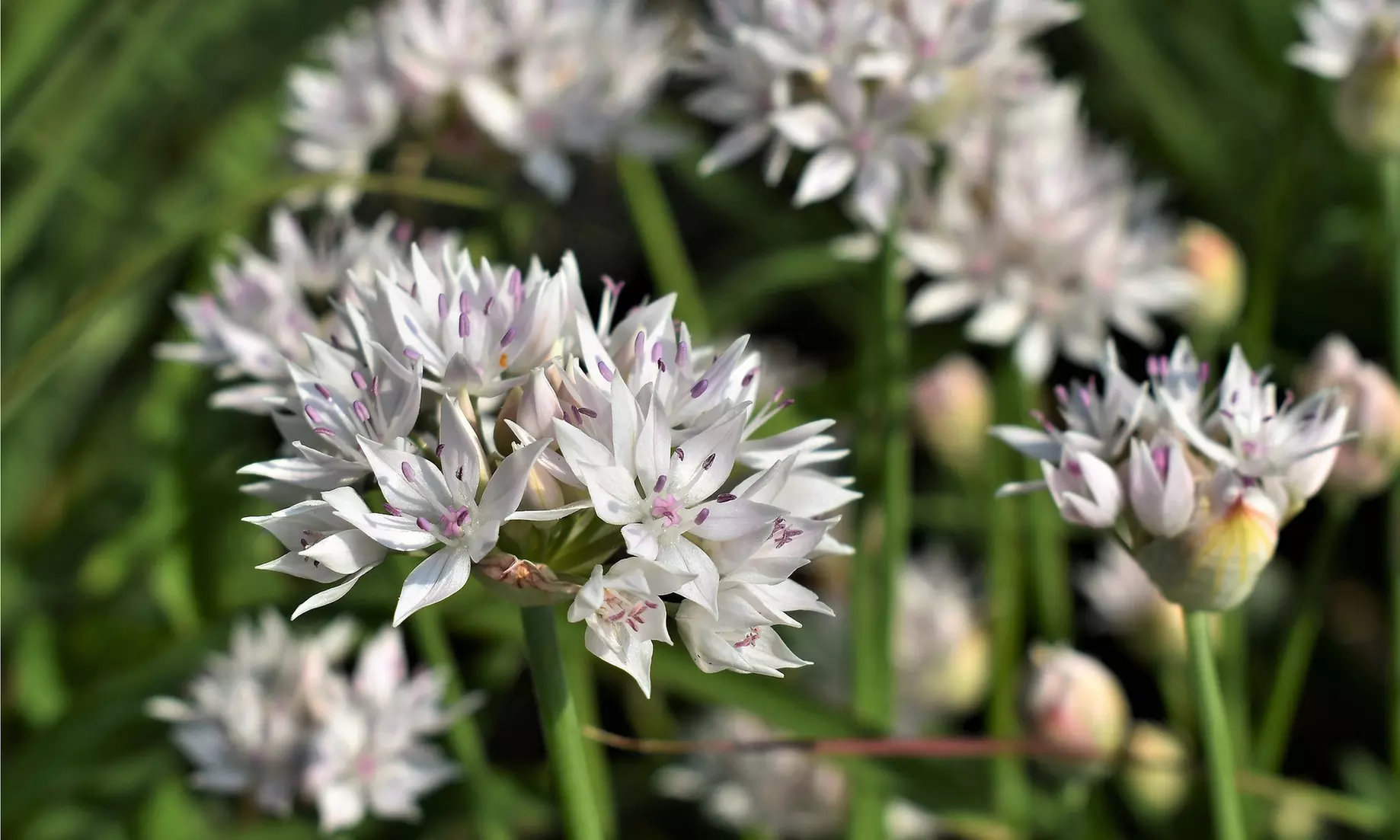 Graceful Beauty White Allium Flowers (15, 30, & 60 Bulbs With Planting Tool)