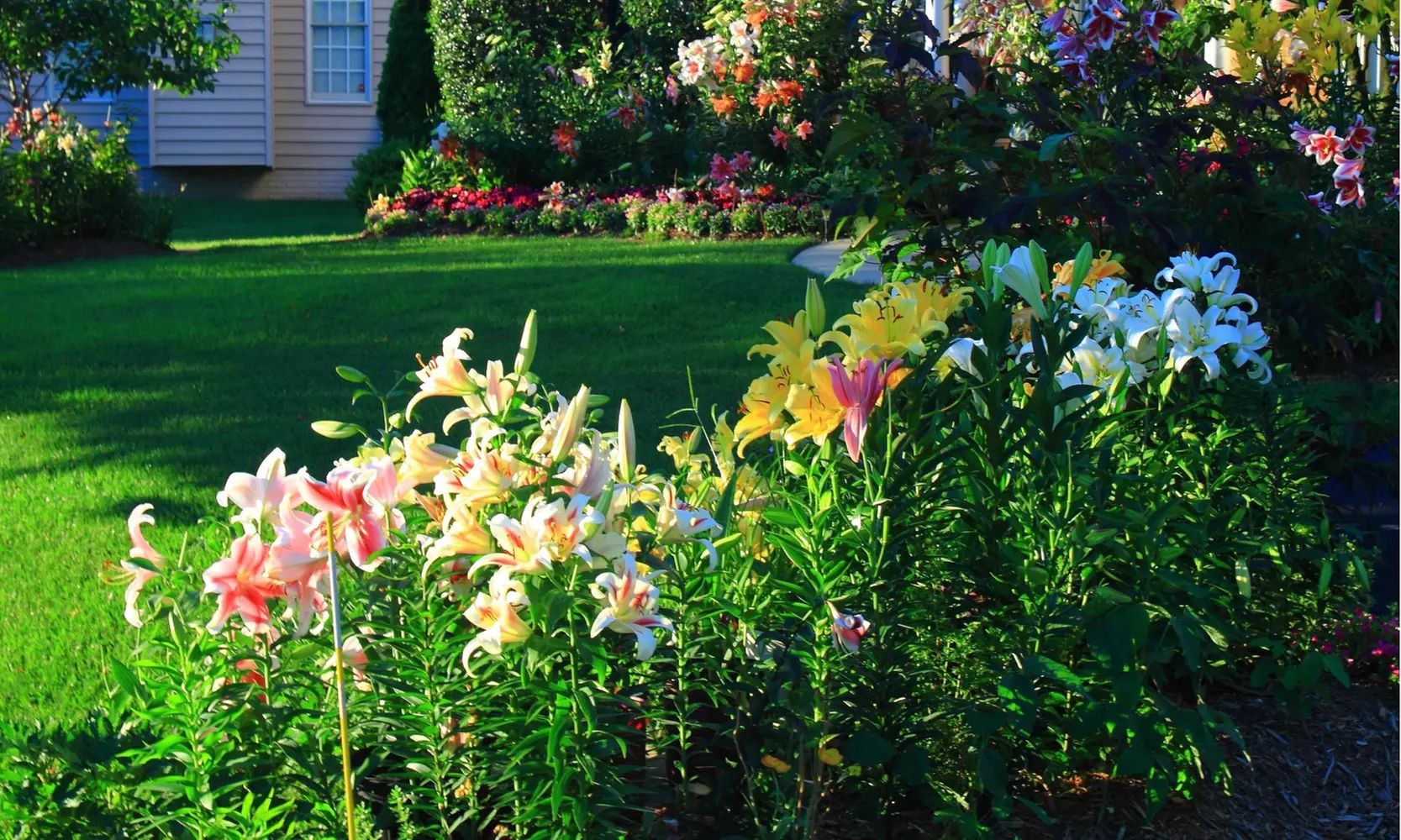 Butterflies Love Lilies - Colorful Flowers- Multiple Bulb Varieties & Pack Sizes