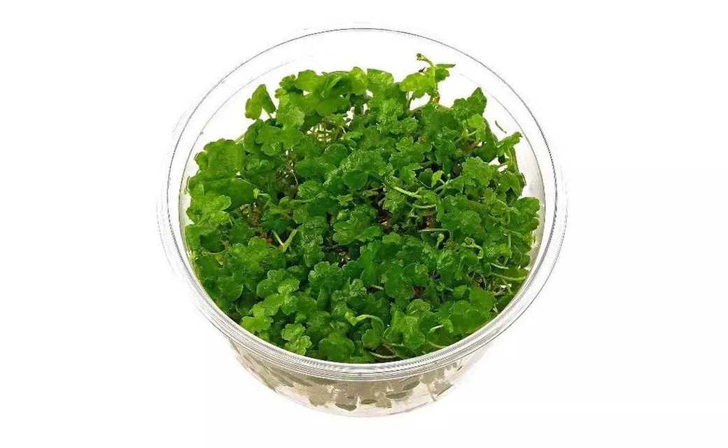 Hydrocotyle Sibthorpioides Live Culture Dwarf Pennywort Aquarium Plant - Primary Image