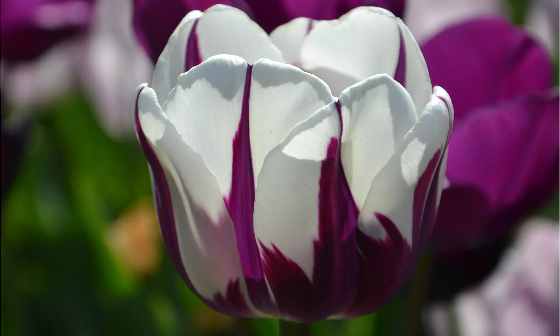 Blueberry Swirl Tulip Flowers (10, 20, & 40 Bulbs with Planting Tool)