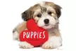2021 Animals and Pet 12" x 12" Wall Calendars - Second Medium