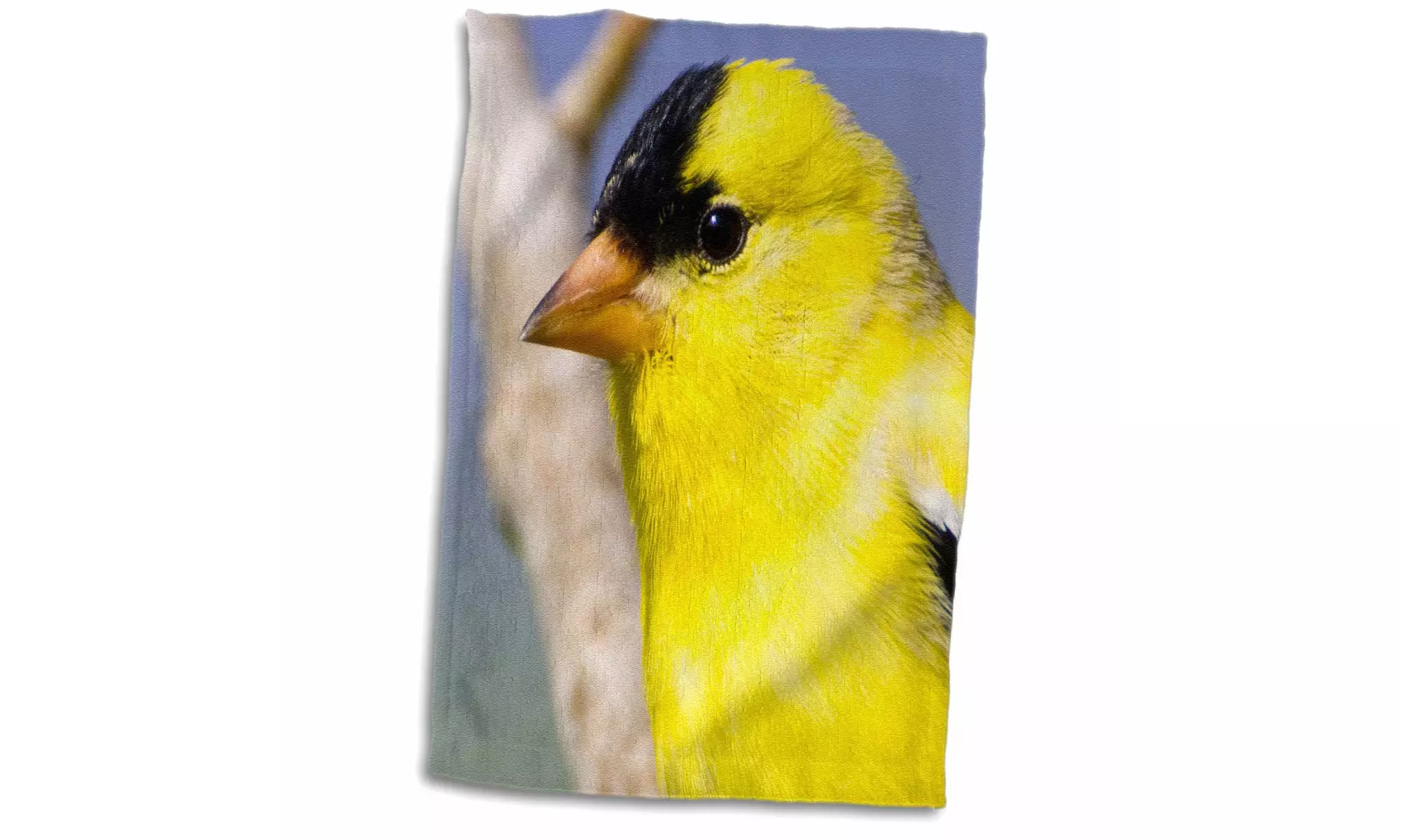  Towel - Utah. Male American goldfinch, Carduelis tristis, in spring - Primary Image