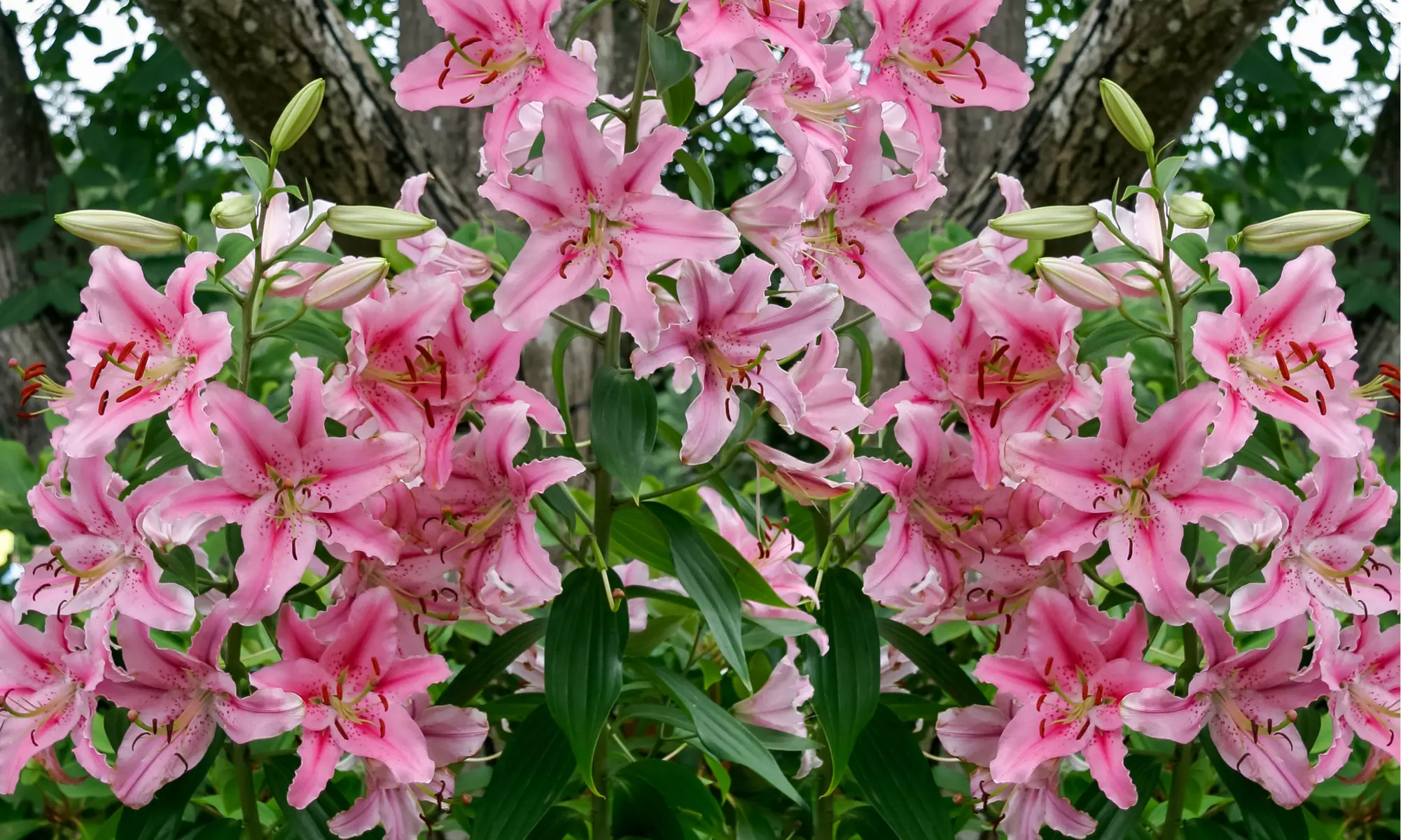 Butterflies Love Lilies - Colorful Flowers- Multiple Bulb Varieties & Pack Sizes