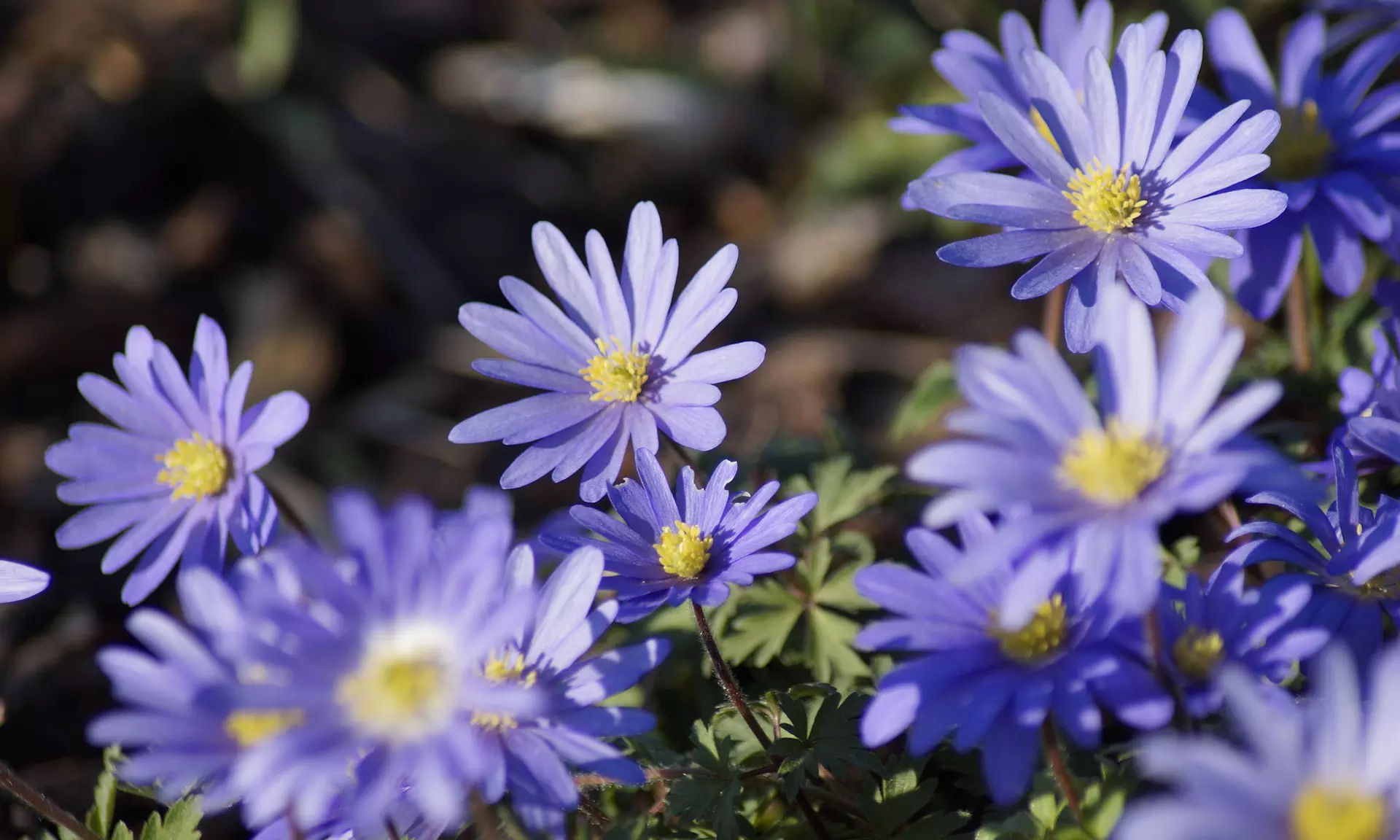 Rock Garden Mixed Flower Collection (55, 110, & 220 Bulbs with Planting Tool)