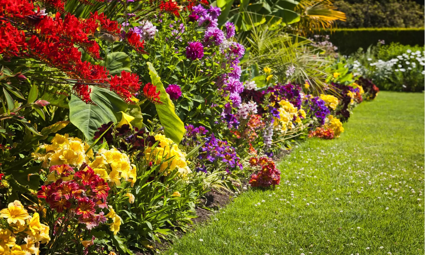 English Cottage Garden Flower Bulb Collection (100, 200, 400-with Planting Tool)