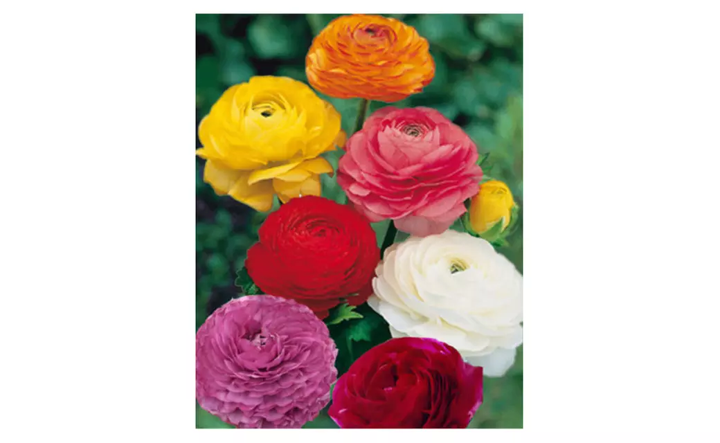 25 Ranunculus flower bulbs - one color or Mix - Primary Image