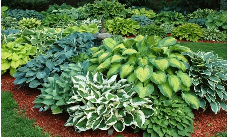 Shade Loving Low Maintenance Large Leaf Hardy Hostas-3 Bare Roots - 2 Varieties