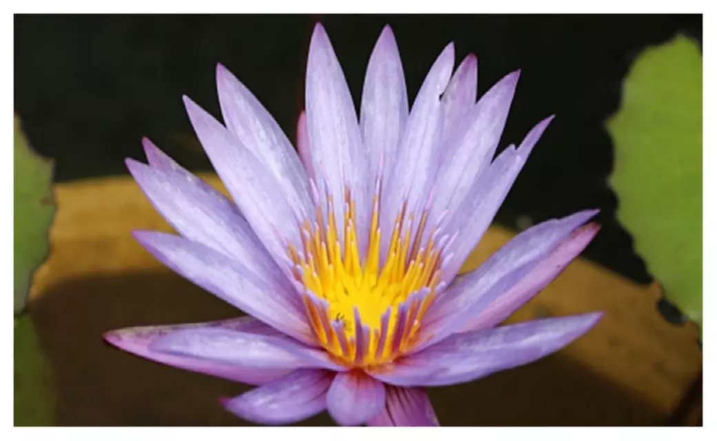 Nymphaea Geena Live Blue King Tropical Waterlily Tuber Rhizome Plants - Second Medium