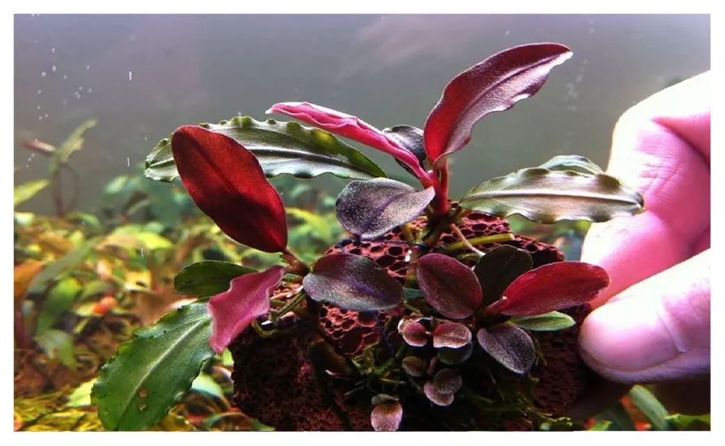 Bucephalandra Red Mini Clump | Groupon Goods Bucephalandra Red Mini Clump | Groupon Goods