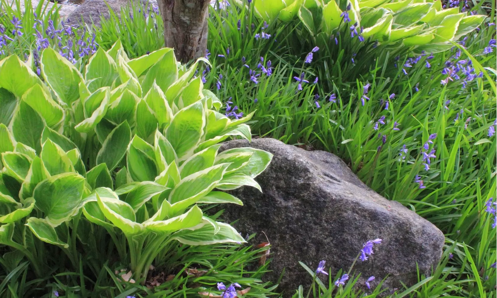 White Feather Trimmed Hosta Bare Roots (2-, 4-, 8-Pack With Planting Tool)