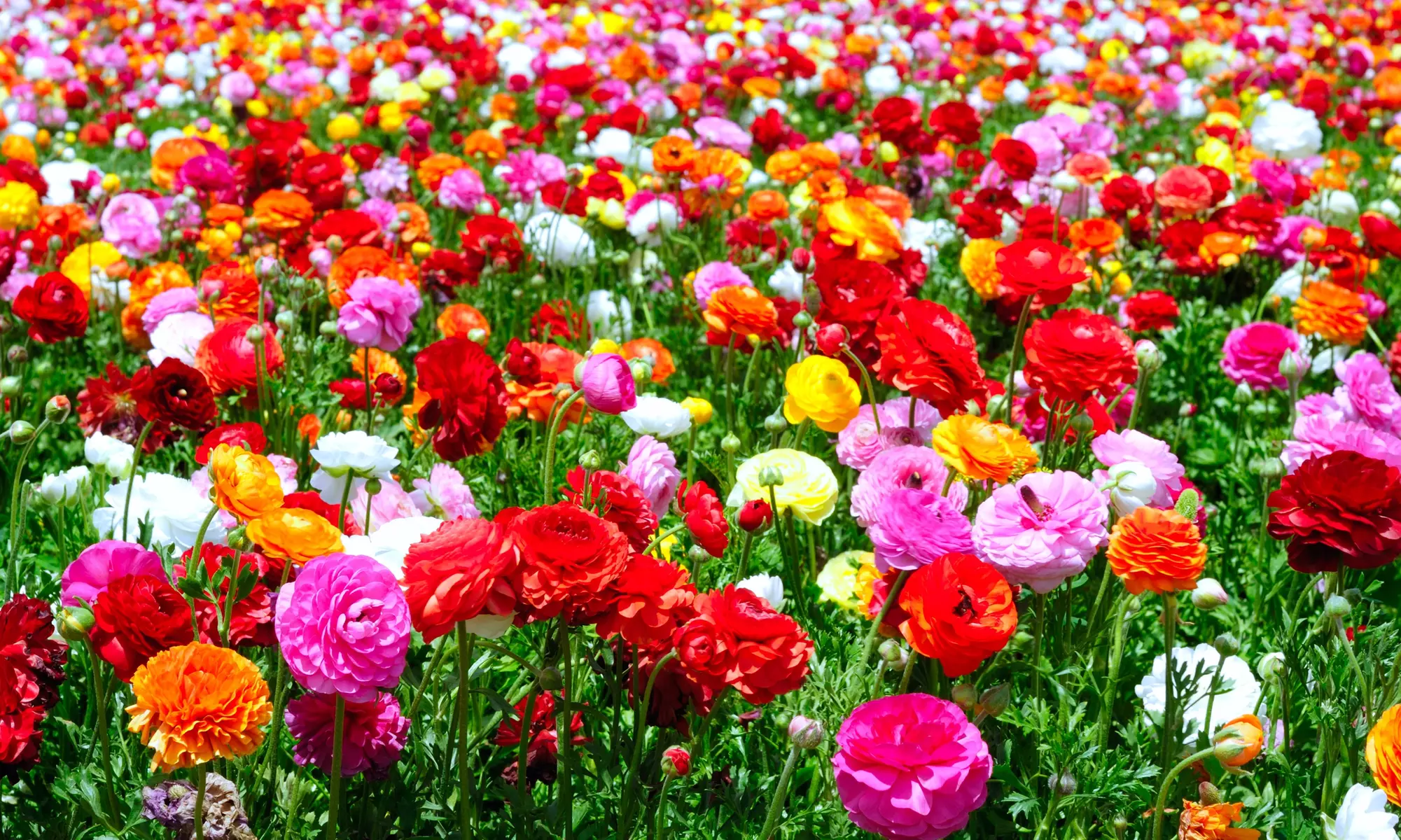 Radiant Ranunculus Colorful Mix Flower Bulbs(15, 30, 75-Pack with Planting Tool)