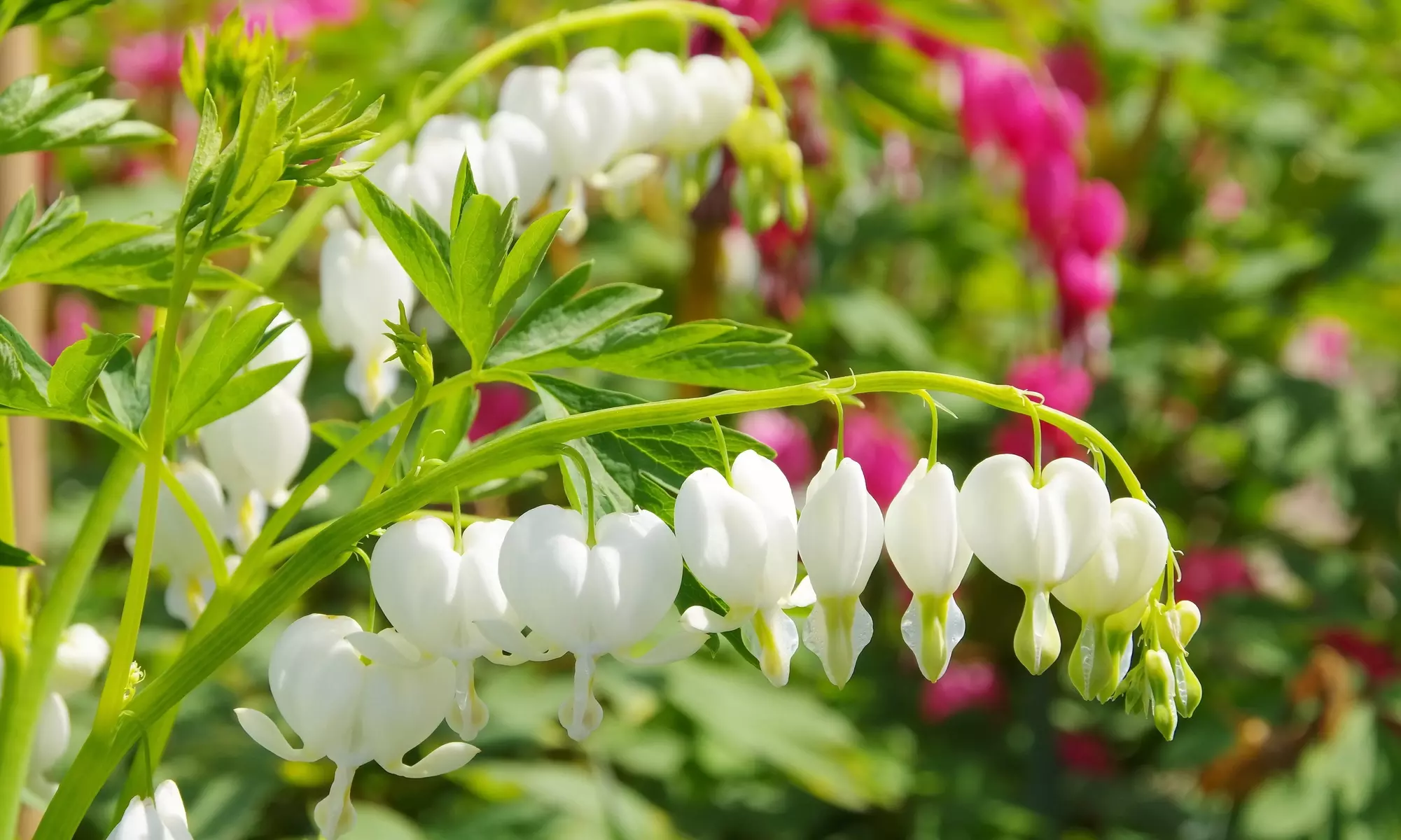 Bleeding Heart Flower Bulbs - Pink or White (2-, 4-, 8-Pack With Planting Tool)