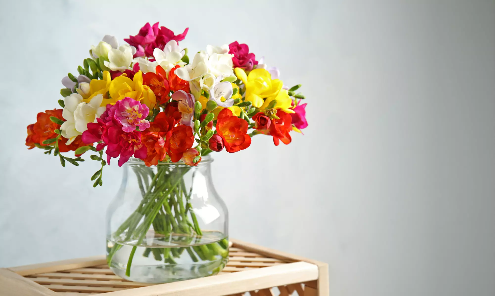 Famously Fragrant Mixed Freesia Flower Bulbs(30Pk,60Pk,or 150Pk w/Planting Tool)