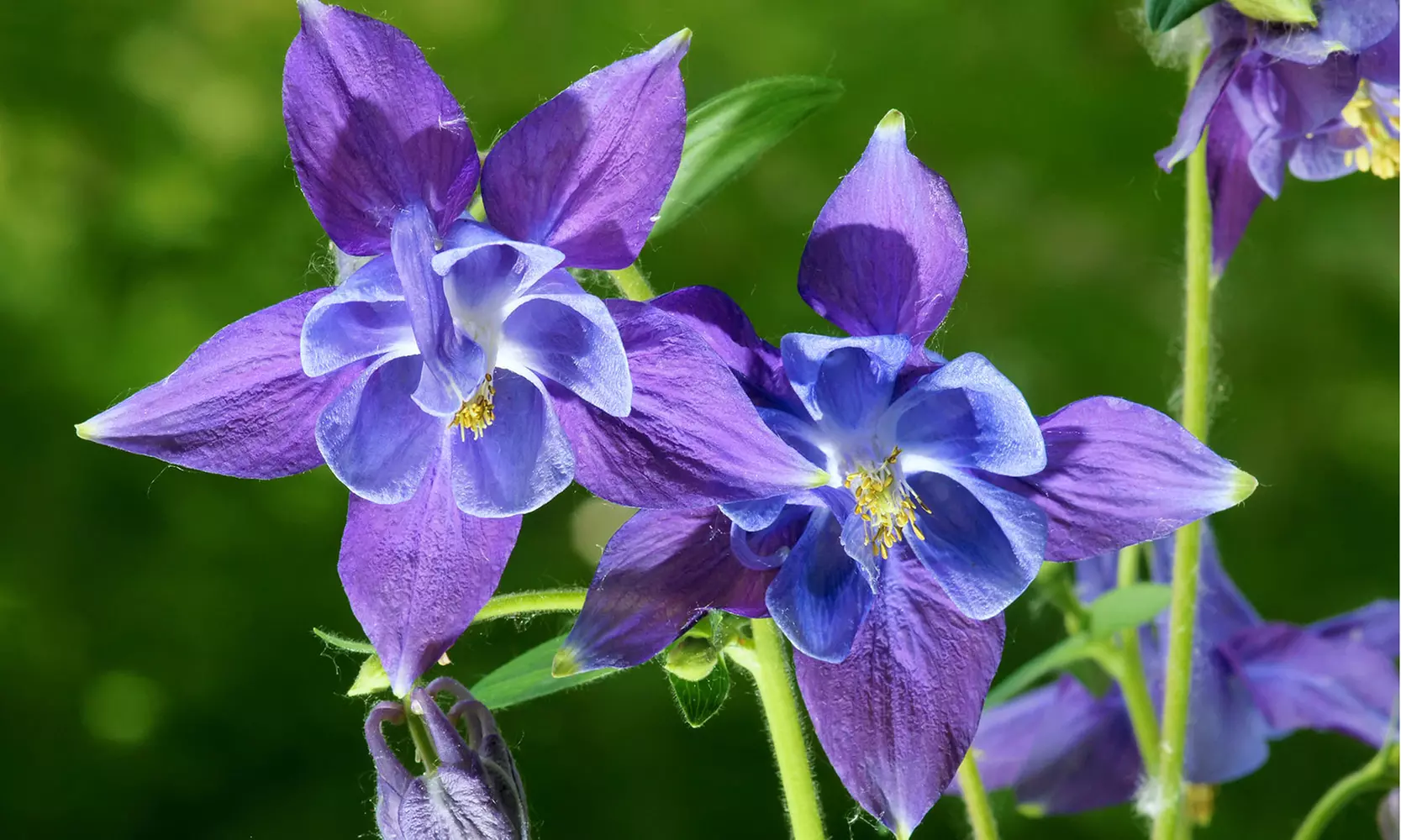 Sweet Caroline Columbine Flower Bulbs (10-, 20-, 50-Pack Planting Tool)