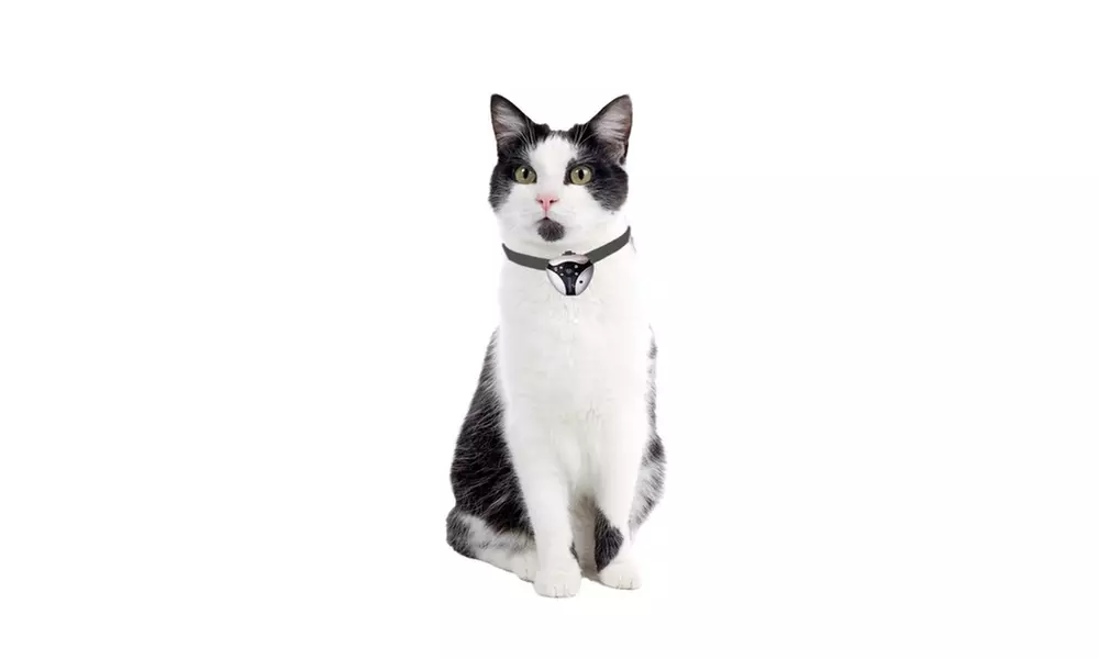 Eyenimal Cat Videocam 1.8" x 1.6" x 1" - Second Medium