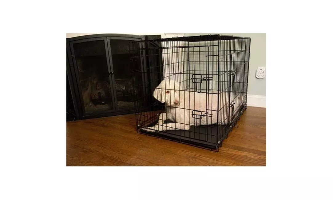 Iconic Pet 92142 48 in. Foldable Double Door Pet Dog Cat Training Crate - Primary Image