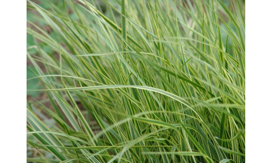 Image 4: Hardy Colour-Changing Grass