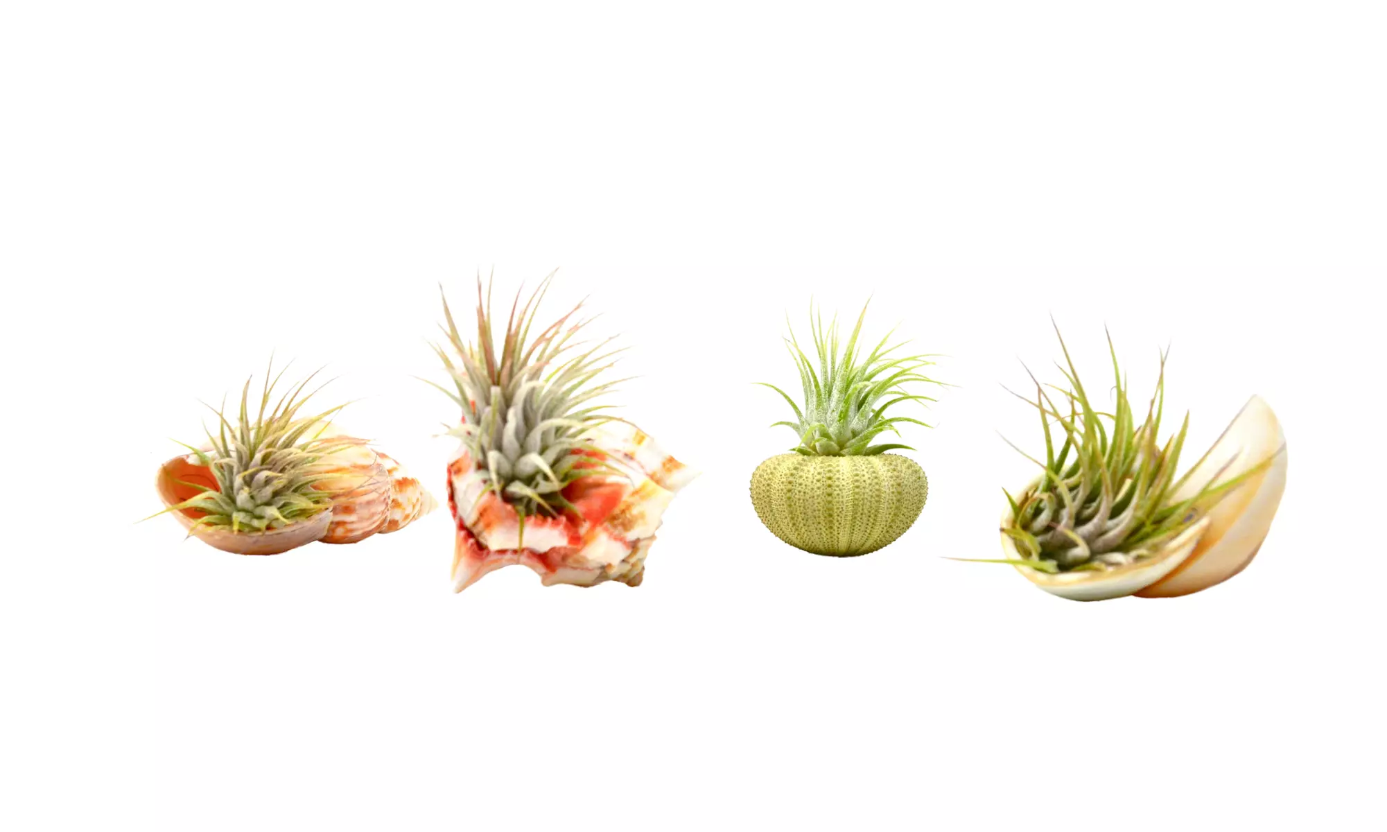 4 Piece Sea Urchin / Seashell Air Plant / Live Tillandsia Ionanthas - Primary Image