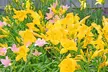 Stella D'Oro French Daylily Bare Root Plants (6pk, 9pk, 12pk With Planter) - Second Medium