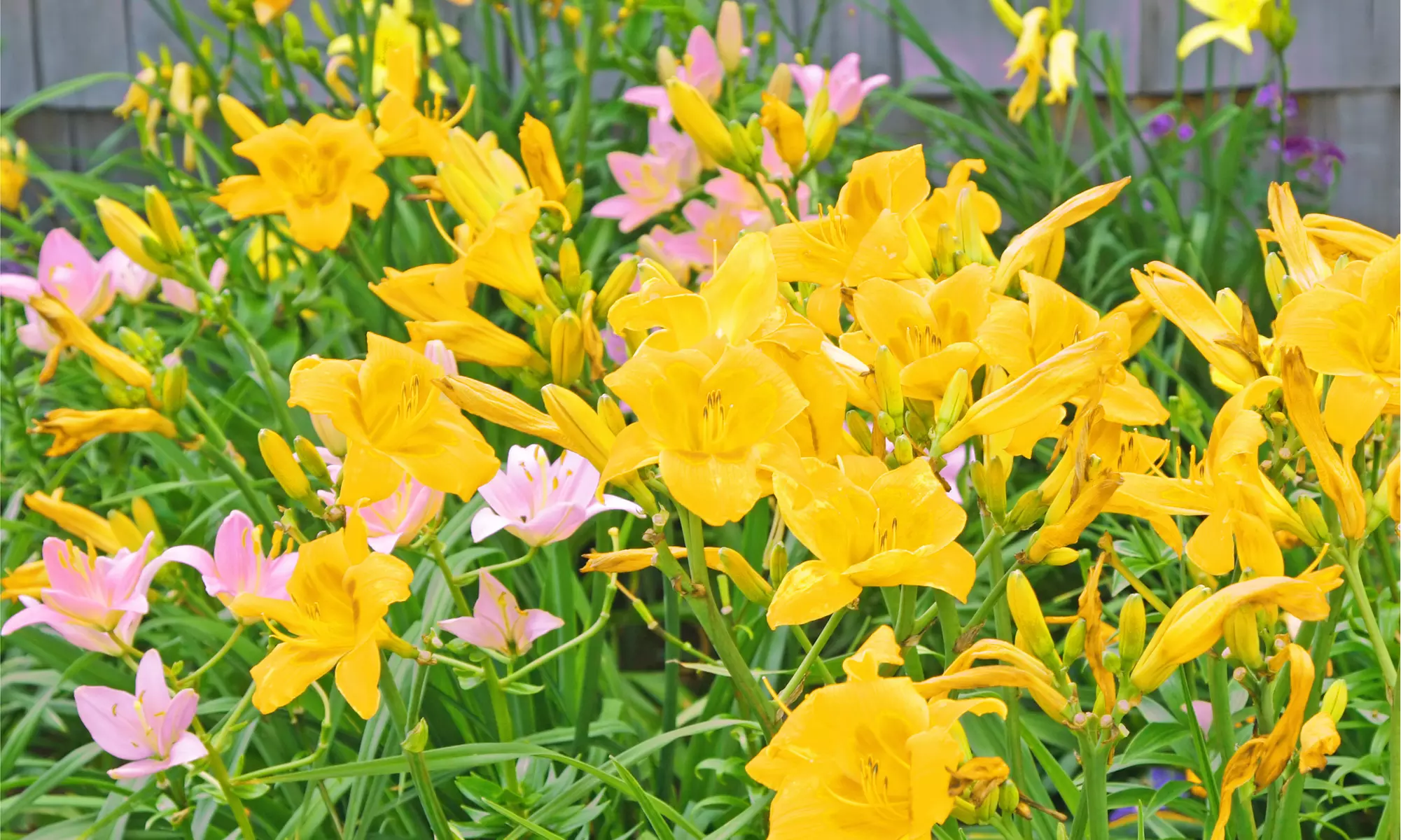 Stella D'Oro French Daylily Bare Root Plants (6pk, 9pk, 12pk With Planter)