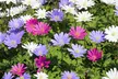 Colorful Anemone Blanda Bulbs: 15, 30, 75-Pack with Planting Tool - Second Medium