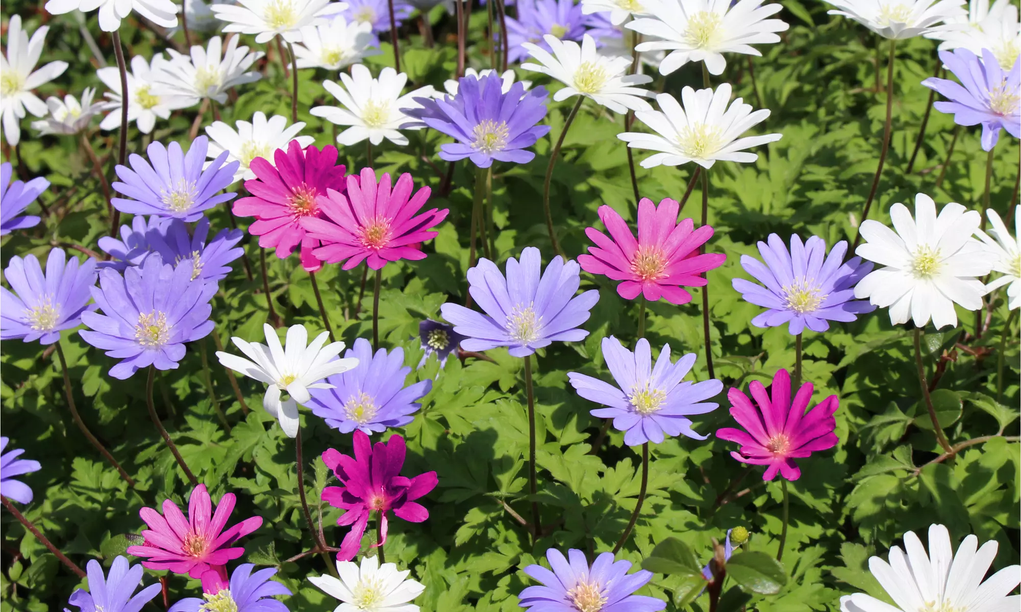 Colorful Anemone Blanda Bulbs: 15, 30, 75-Pack with Planting Tool
