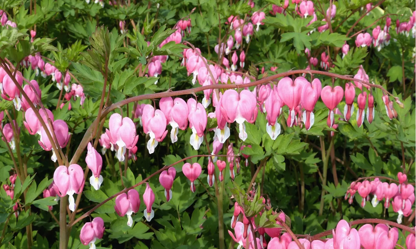 Bleeding Heart Flower Bulbs - Pink or White (2-, 4-, 8-Pack With Planting Tool)