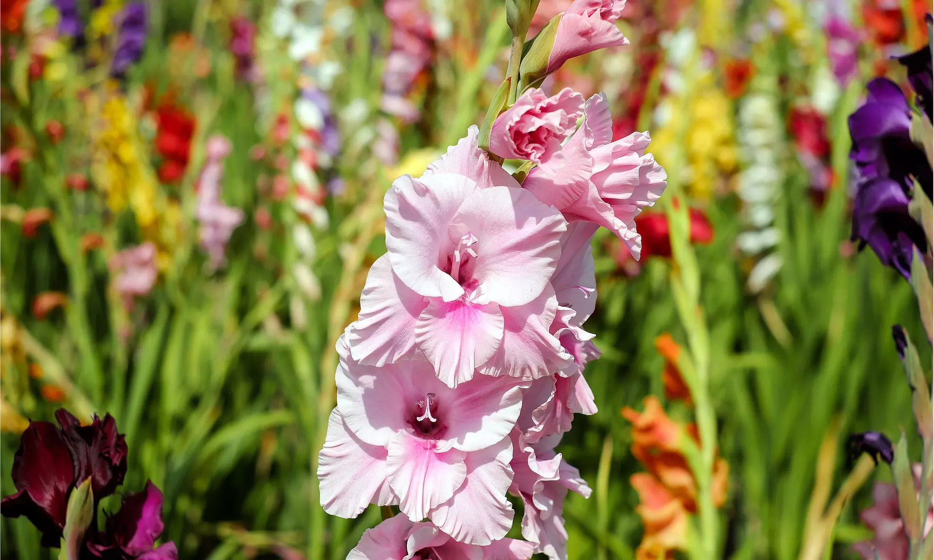 Giant Gladiolus Mixed Flower Bulbs (40-, 80-, 200-Pack with Planting Tool)