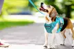 Soft Mesh Dog Harness Leash Set No-Chock Step-in Reflective Vest Harnesses - Second Medium