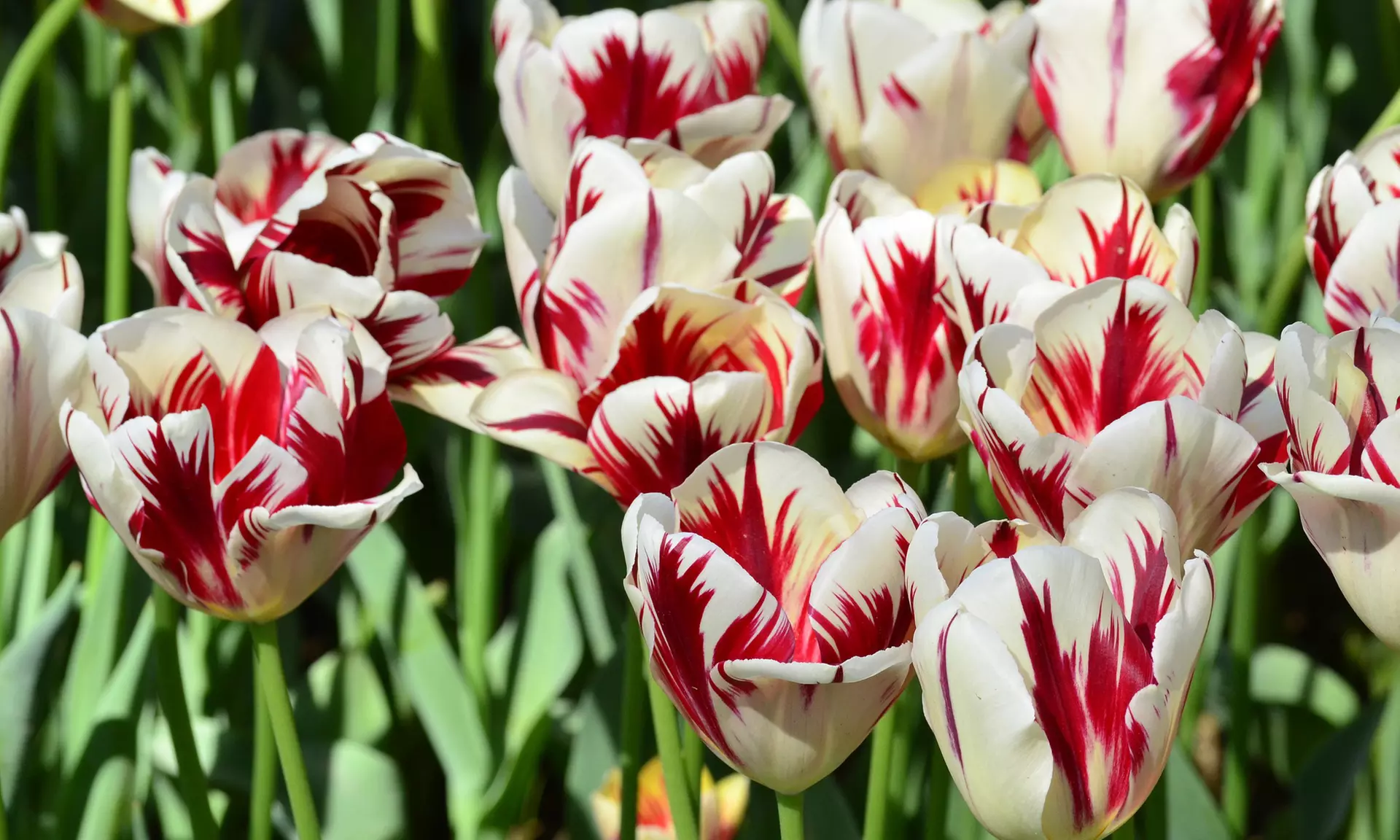 Sweet Sorbet Mixed Tulip Flowers (8, 16, & 40 Bulbs With Planting Tool)