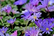 Colorful Anemone Blanda Bulbs: 15, 30, 75-Pack with Planting Tool - Second Medium
