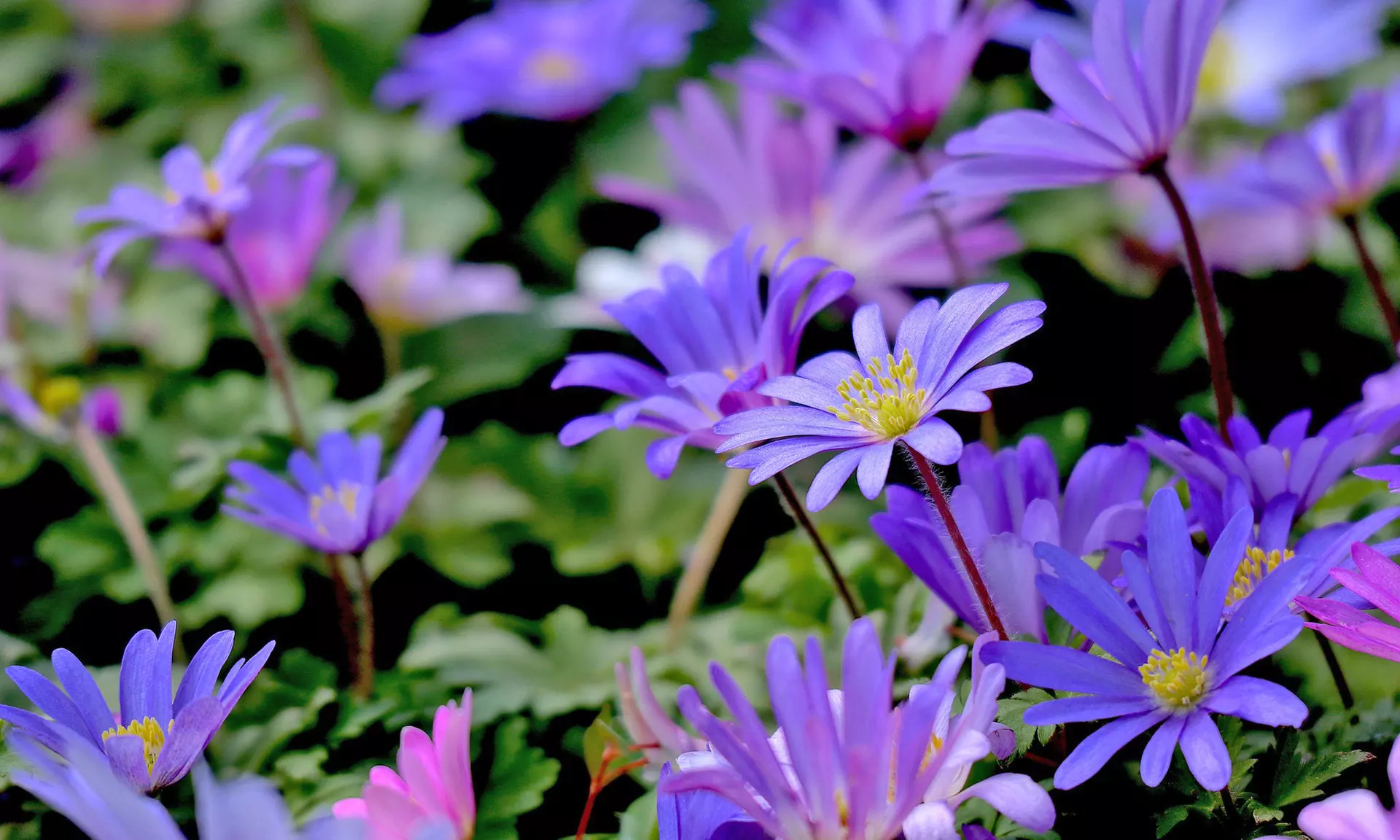 Colorful Anemone Blanda Bulbs: 15, 30, 75-Pack with Planting Tool