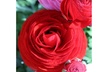 25 Ranunculus flower bulbs - one color or Mix - Second Medium