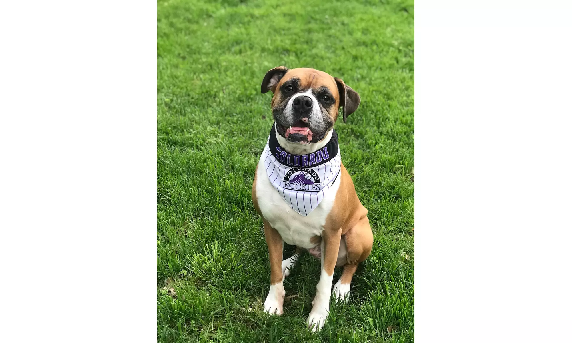 MLB Pet Reversible Bandana  - Primary Image