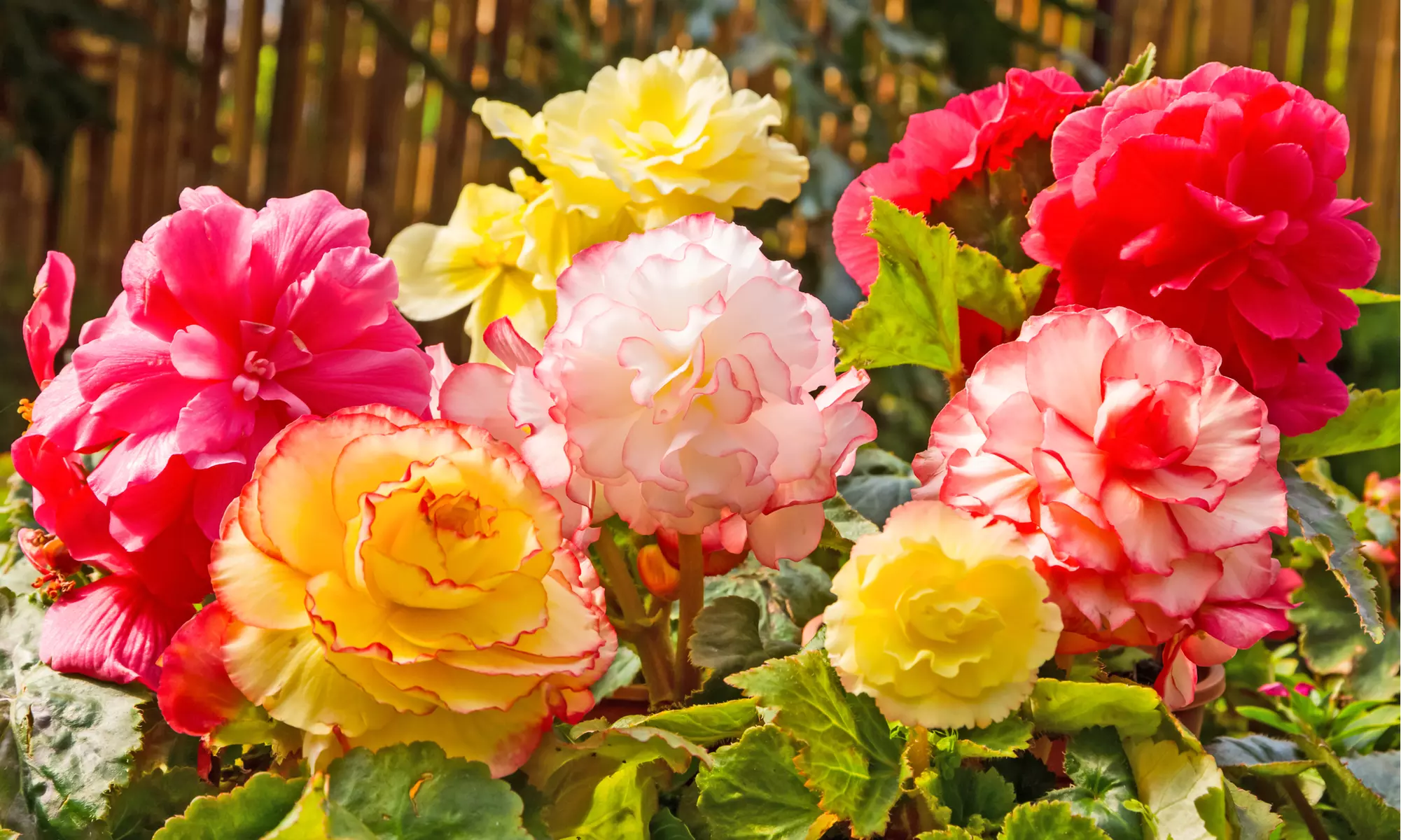 Giant Multicolored Blooming Begonia Flower Bulbs(3pk, 6pk, 12pk-w/Planting Tool)
