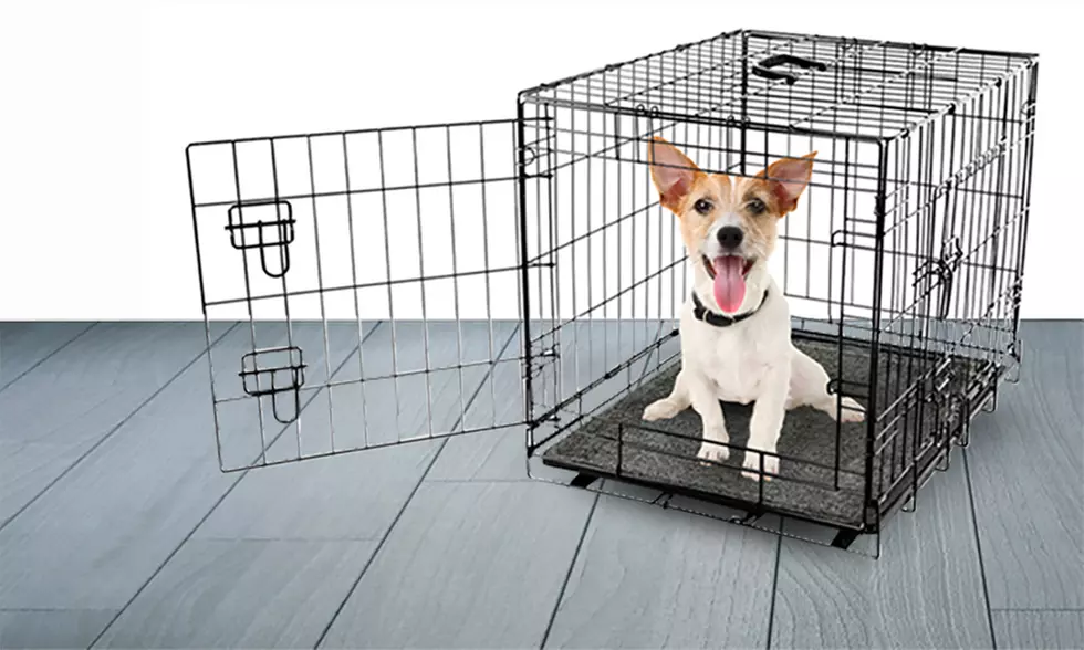 Scoochie Poochie Dog Bed & Crate Pad