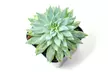 Succulent Plants (5 Pack), Fully Rooted in Planter Pots with Soil - Second Medium