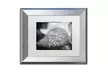 PIPA Fine Art 'Dew on Leaf of Rose Plant' Matted Silver Framed Art - Second Medium